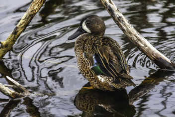 Sitting Duck - Kostenloses image #351651